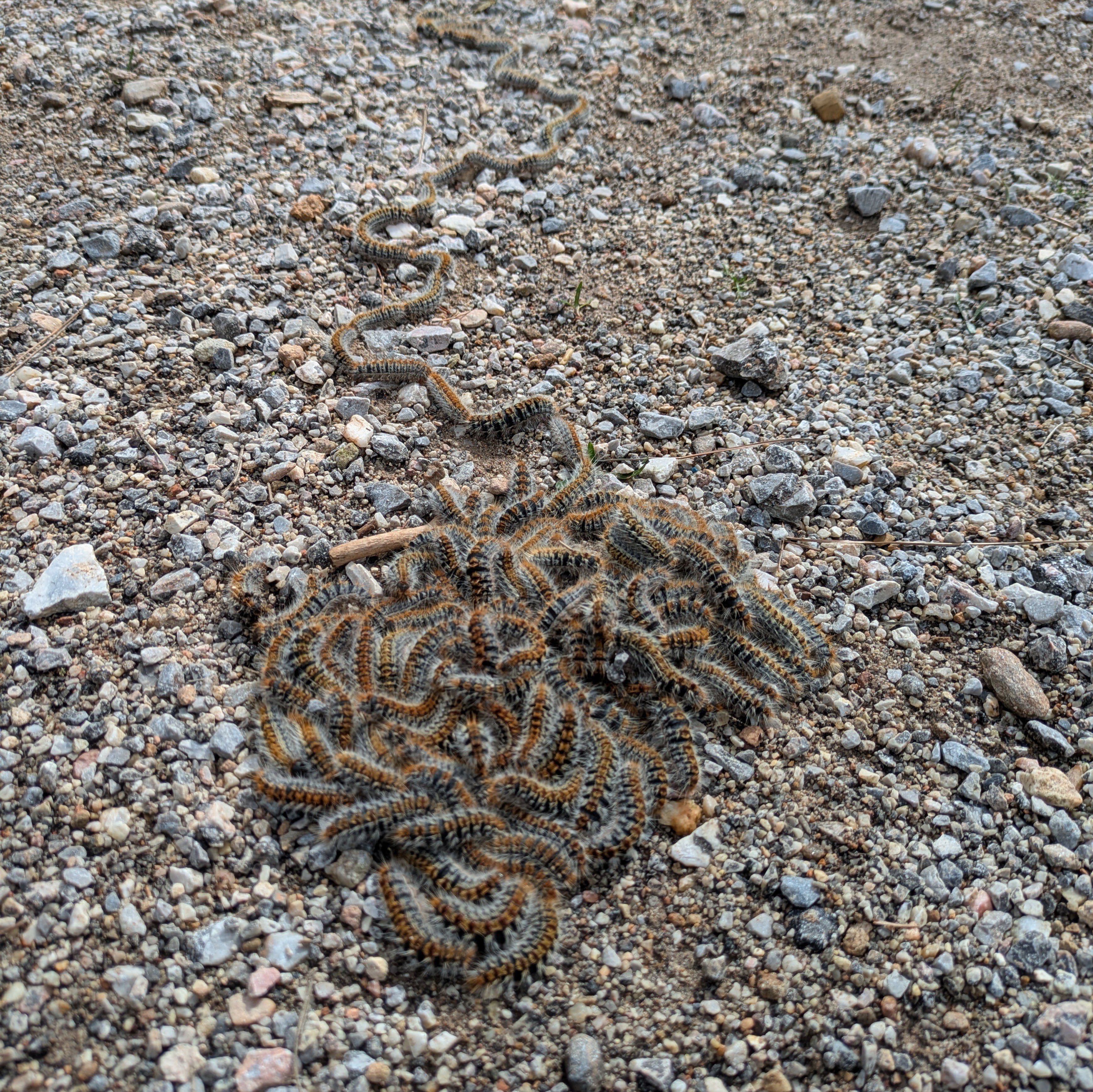 A procession of caterpillars.
